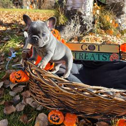 Hazel - Blue female French Bulldog puppy in Columbia Falls, Montana from Glacier French Bulldogs of Montana