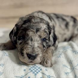 Purple - Merle female Goldendoodle puppy in Hesperia, Michigan from Red Acres Poodles & Doodles