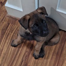 Belgian Malinois Puppies from Love Belgian Malinois