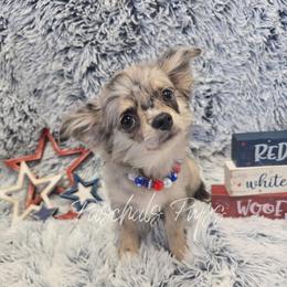 Dolly - Merle female Chihuahua puppy in Bowdon, Georgia from Paschal's Pups