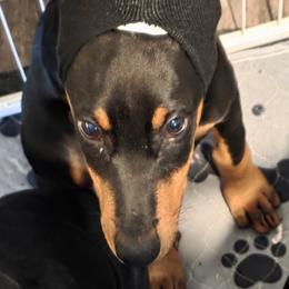 Julie Bradshaw - female Doberman Pinscher puppy in Houston, Texas from Tycho's Dobermans