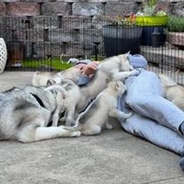 Siberian Husky Puppies from Danson Siberians