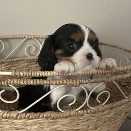 Bernedoodle, Cavalier King Charles Spaniel, Cavapoo, and Poodle Puppies from Dinky Doo Doodles