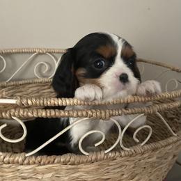 Bernedoodle, Cavalier King Charles Spaniel, Cavapoo, and Poodle Puppies from Dinky Doo Doodles