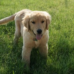 Golden Retriever Puppies from Little Bitta Luck Farms