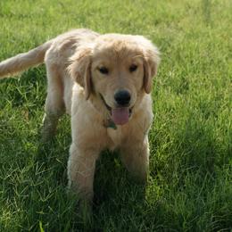 Golden Retriever Puppies from Little Bitta Luck Farms