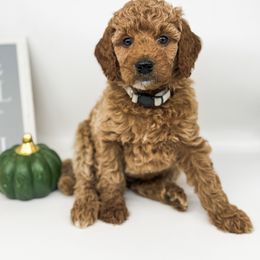 Angel - Apricot female Goldendoodle puppy in O'fallon, Missouri from Rockin R Doodles
