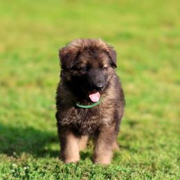 German Shepherd Puppies from LaMarca's Kennels
