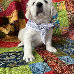 Male Pick 2 - Light golden male Golden Retriever puppy in Greensboro, North Carolina from Lewis Goldens