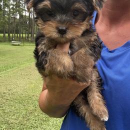 Conrad - Black and tan male Yorkshire Terrier puppy in Jayess, Mississippi from Barbara Clark