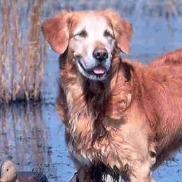 Golden Retrievers from Goldenloch Kennel