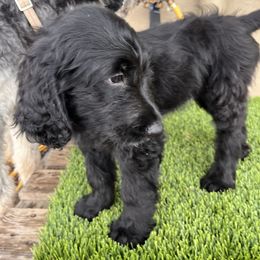 Assorted Doodle Crosses Puppies from Golden Mountain Doodles