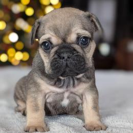 Noel - Fawn female French Bulldog puppy in Fort Atkinson, Wisconsin from Bishop Bullyz