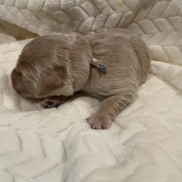 Blue White - Apricot male Goldendoodle puppy in Medina, Ohio from Farmer Doodles