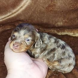 PENNE - Dapple female Dachshund puppy in Swink, Oklahoma from Palali Farm