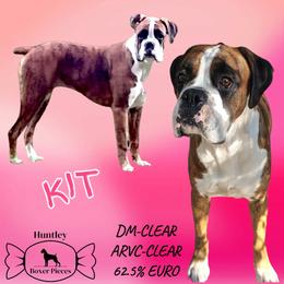 Kit - Boxer