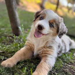 Lainey (Lainey) - Red merle female Australian Shepherd puppy in Ramona, California from Blue Moon Aussies