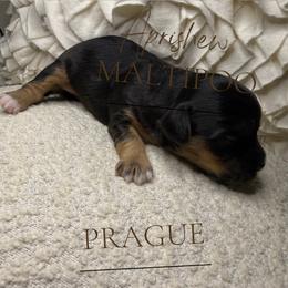 Prague - Phantom female Maltipoo puppy in Weatherford, Texas from Aprishew Maltipoo