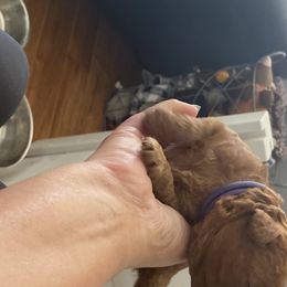 Goldendoodle Puppies from Bo doodles