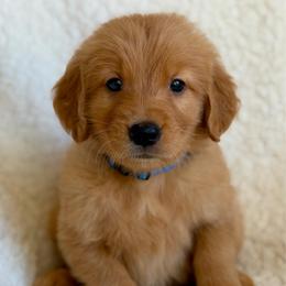 Mr Pibb - Dark golden male Golden Retriever puppy in La Verne, California from 4LoveofGoldens