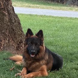 Nico - German Shepherd