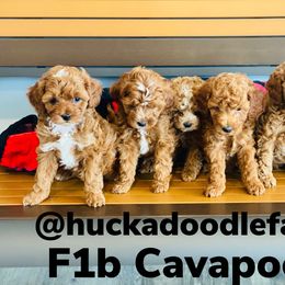Bernedoodle, Cavapoo, and Goldendoodle Puppies from Huckadoodle Farm