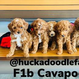 Bernedoodle, Cavapoo, and Goldendoodle Puppies from Huckadoodle Farm