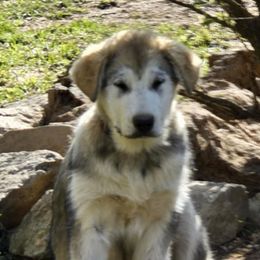 Pink collar girl - Sable and white Alaskan Malamute puppy in Grayson County, Virginia from River Bend Malamutes