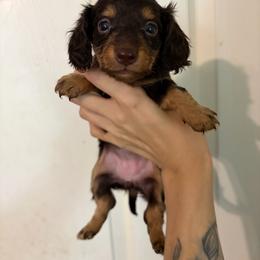 Nahida - Chocolate and tan female Dachshund puppy in Conroe, Texas from Dots Dachshunds