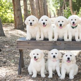 German Shepherd and Golden Retriever Puppies from Sweetheart Therapy Dogs LLC