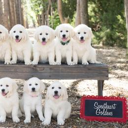 German Shepherd and Golden Retriever Puppies from Sweetheart Therapy Dogs LLC