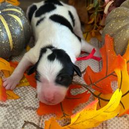 Sage - Black and white female Bernedoodle puppy in Gilbert, Arizona from The Berne Barn... it’s a Doodle thing!