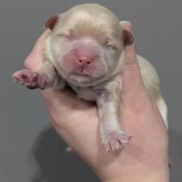 Name TBD - Brown female Shihpoo puppy in Coshocton, Ohio from Forever Family Puppies