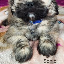 Sonic - Brown male Lhasa Apso puppy in Jefferson, New York from Absolute Lhasa Love