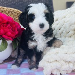 Bernedoodle Puppies from O’Hearon’s Amazing Puppies