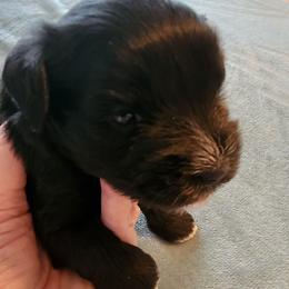 Sweet Pup's Chocolate Drop - Black female Miniature Schnauzer puppy in North Zulch, Texas from Sweet Pup Schnauzers