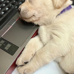 Labrador Retriever Puppies from Joy Luck Labs, LLC