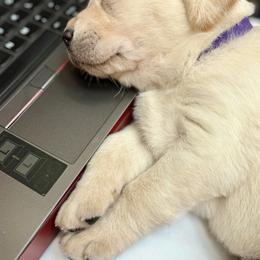 Labrador Retriever Puppies from Joy Luck Labs, LLC