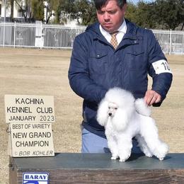 Poodles from Tribal Poodles