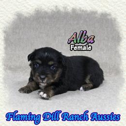 Alba - Black tri female Miniature Australian Shepherd puppy in Forestburg, Texas from Flaming Dill Ranch Aussies
