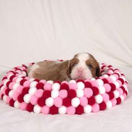 AKC Beatriz - Blenheim female Cavalier King Charles Spaniel puppy in Bonney Lake, Washington from House of Happy Cavaliers