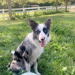Border Collie All Grown Up from Wayward Sun Border Collies