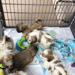 Bichon Frises and Shichons from Rose Cottage Bichons