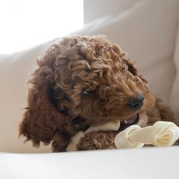 Goldendoodle Puppies from Dashing Doodle Pups