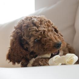 Goldendoodle Puppies from Dashing Doodle Pups