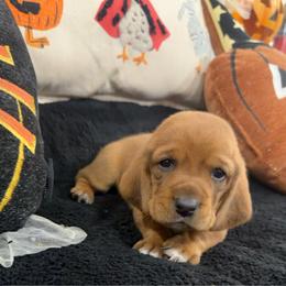 Pascal - Mahogany and white male Basset Hound puppy in Lubbock, Texas from Hound House