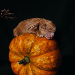 Clove - Red  female Goldendoodle puppy in Mendon, Massachusetts from Comfort & Cuddle Co