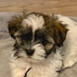 Havanese from Rag Muffins