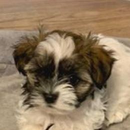 Havanese from Rag Muffins