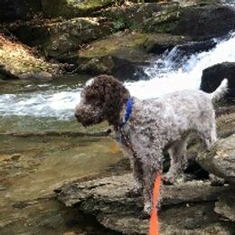 Lagotti Romagnoli from House Woller Lagotto